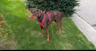 Brandy