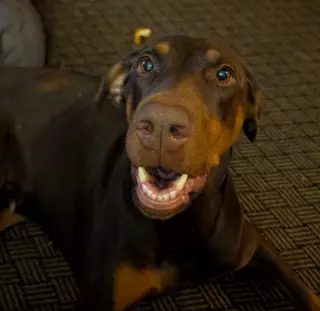 Brandy