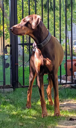 Brandy