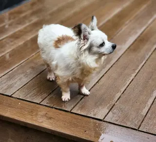 Patrick A senior Papillon mix male