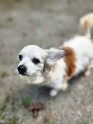 Patrick A senior Papillon mix male