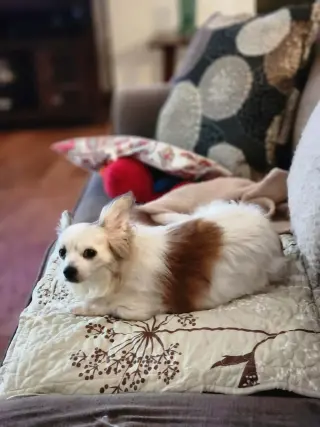 Patrick A senior Papillon mix male
