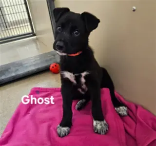 GHOST