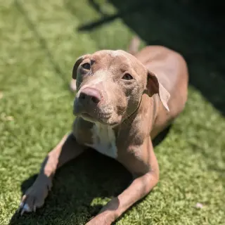 Tabitha