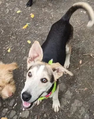 Gabriel