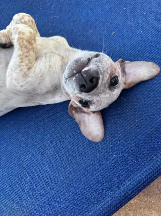 LJ