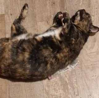 Sweetie