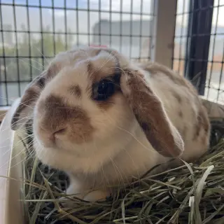 Cali