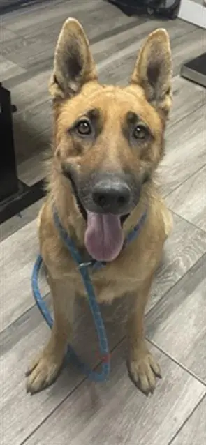 DINA