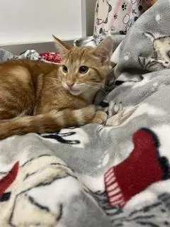 Praline