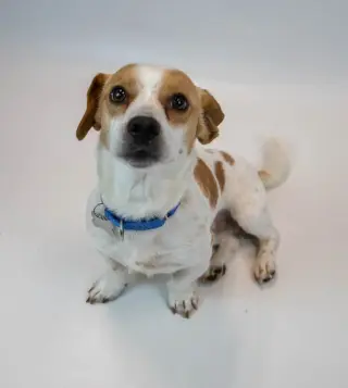 Amos