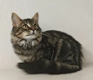Amani
