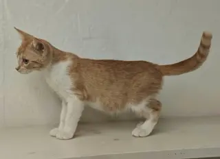Elvis
