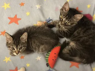 Mercury & Mars