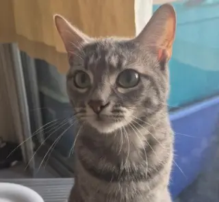 NAYELI