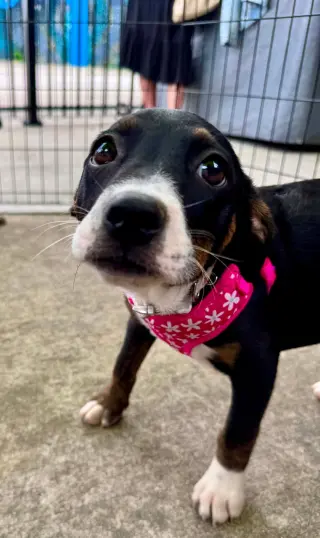 Janet Jackson