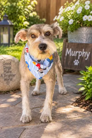 Murphy