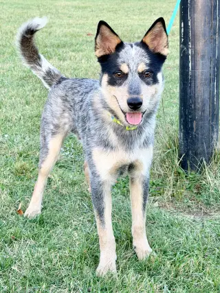 Dingo