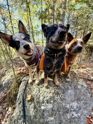 Dingo