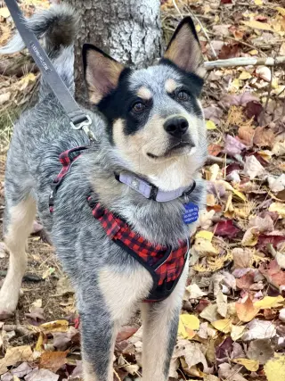 Dingo