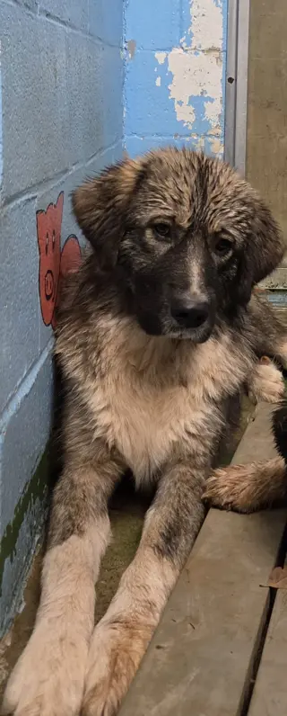 Violet - At shelter