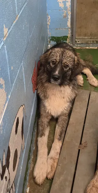 Violet - At shelter