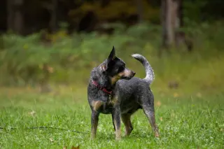 Bandit - NY