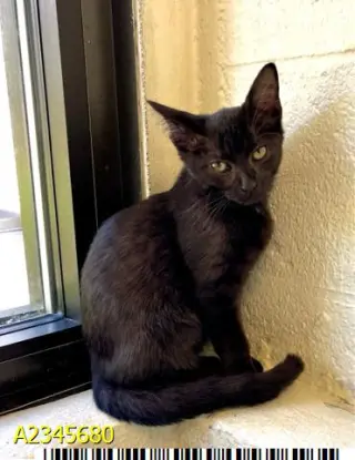PANTHER
