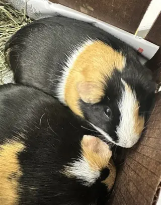 NUNI