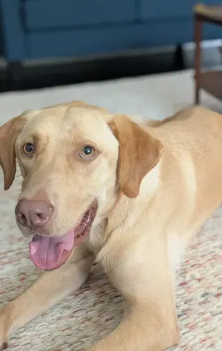 Hank