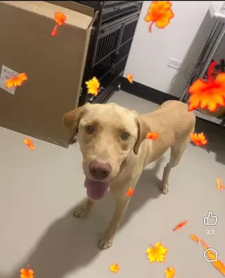 Hank