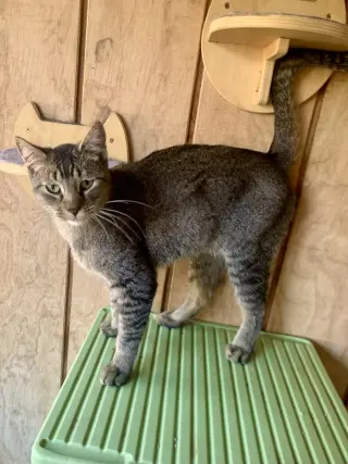 Sirius