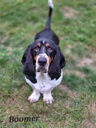 Boomer