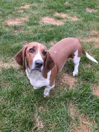Baylor