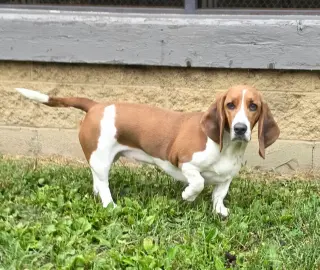 Baylor