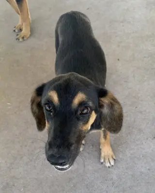 Lady