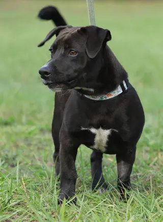 Max