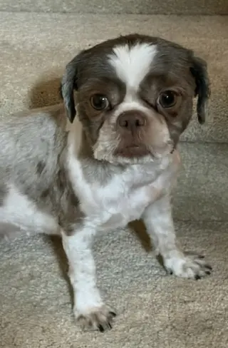 Gidget
