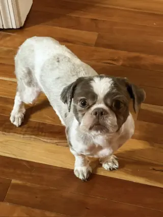 Gidget