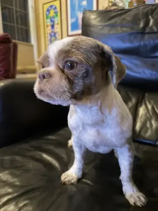 Gidget