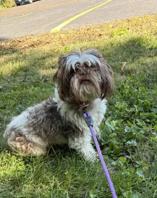 Gidget