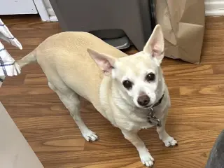 Chico