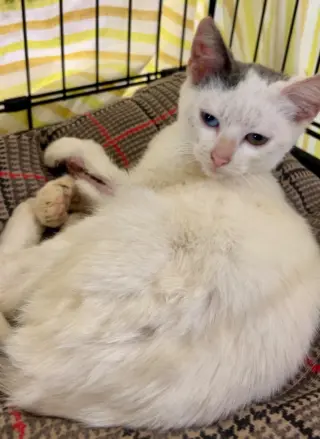 Bowie