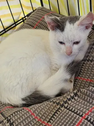 Bowie