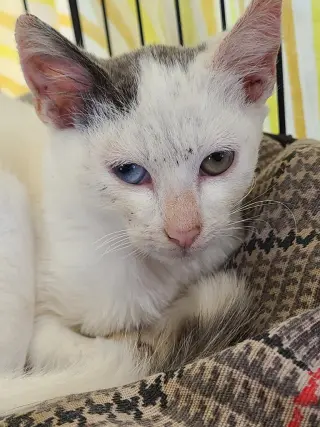 Bowie