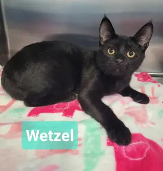 Wetzel