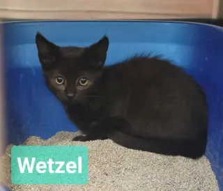 Wetzel