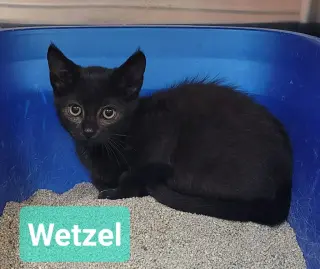 Wetzel