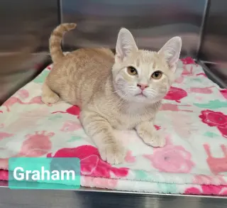 Graham
