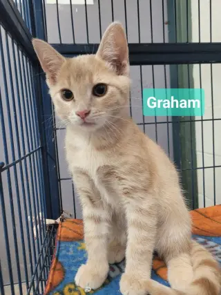 Graham